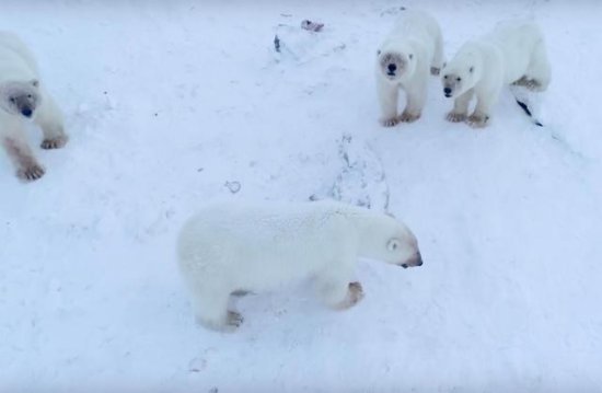 暖冬致56只北极熊侵袭俄罗斯村庄！全村戒严保护儿童免遭熊祸
