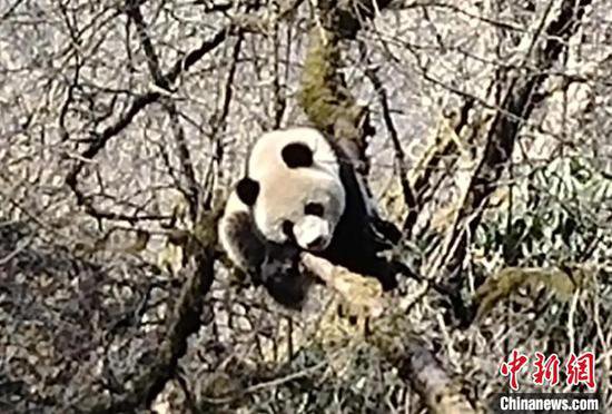 大熊猫国家公园卧龙片区：野调队员一天偶遇3只野生大熊猫