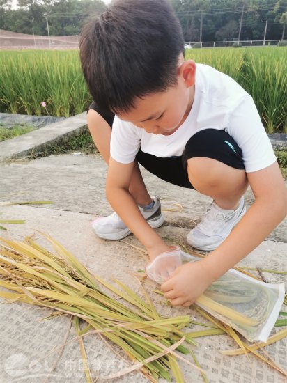 求是富春九小学子到中国水稻研究所试验田体验水稻收割
