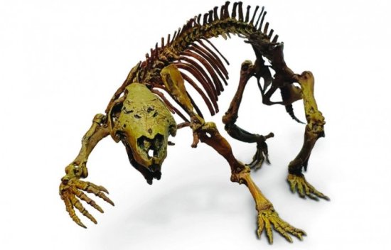 探究<em>哺乳动物</em>进化史 科学家深入研究远古生物“疯狂的野兽”