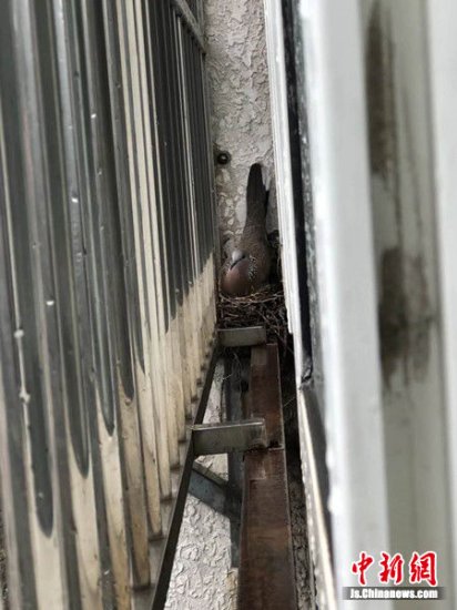 一对斑鸠夫妻连续两年到徐州市民家窗台做窝孵育子女