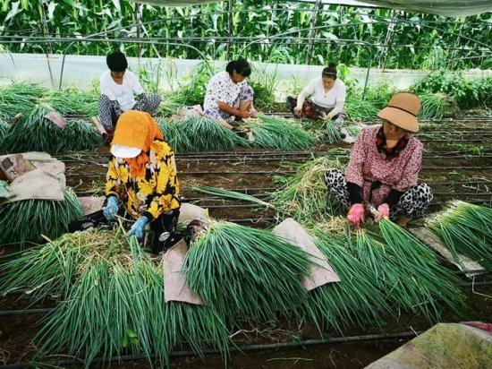 吉林省特色蔬菜产业蓬勃发展
