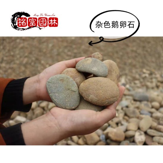 景观园林楼房地基石 广州杂色鹅卵石批发 鹅卵石清洗出售