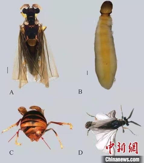 科研人员在云南高黎贡山发现捻翅目昆虫新种——<em>杨氏</em>胡蜂玥