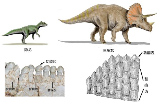 地大学者揭开<em>恐龙</em>“800颗牙”进化之谜 角龙为充分咀嚼植物齿数...