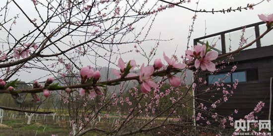 江西吉水：文旅赋能“迎”春来，桃花朵朵笑春风