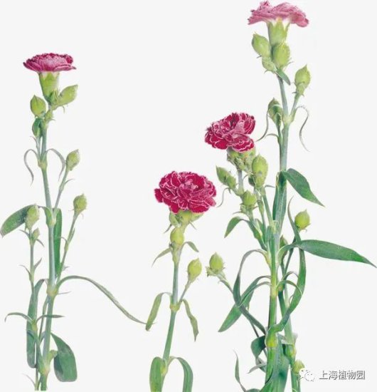 母亲节之花——康乃馨