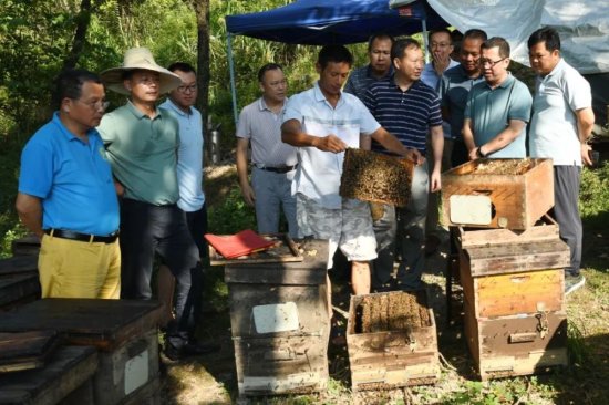 中国农科院指导组<em>来</em>我县指导蜂业质量提升工作
