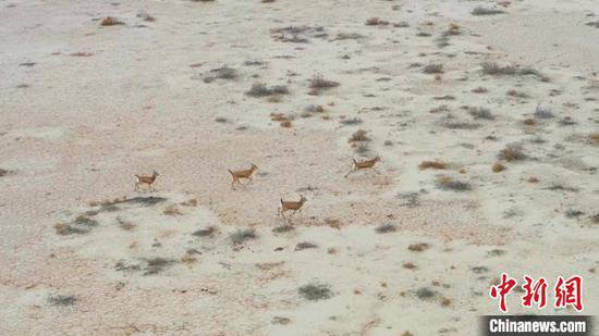 约500只野生黄羊常年出没新疆昌吉市北部荒漠生态区