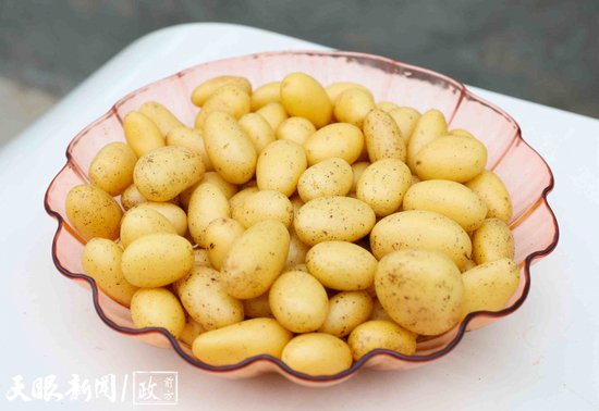 <em>毕节</em>威宁盛产“没有土的土豆”，每年繁育原原种上亿粒