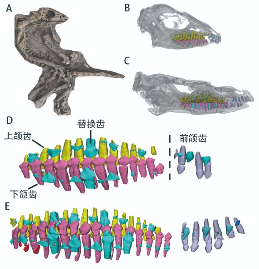 远古发现|鸟臀类恐龙如何换牙？科研人员揭秘……