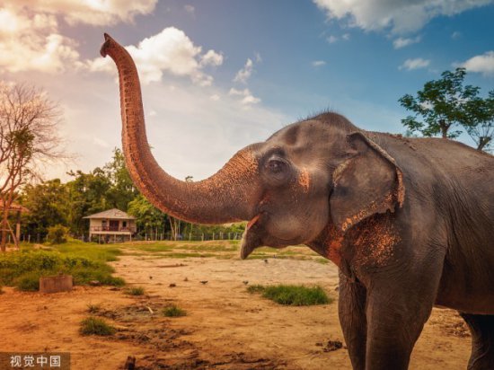 印媒：拦车<em>吃甘蔗</em>，泰国大象在高速路上“收过路费”