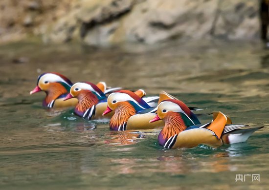 <em>超高清图片</em>！贵州一国家级自然保护区发现国家重点保护鸟类14种