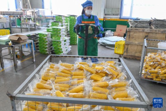 吉林公主岭：发展“黄金”玉米产业