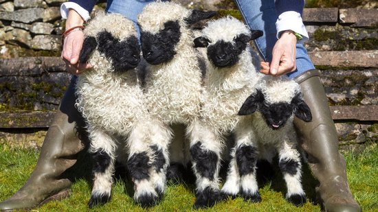 英国诞生首例瓦莱黑鼻羊<em>四胞胎</em>