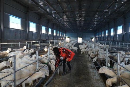 每只上千元，赚钱“有门道”，鲁山县山村夫妻专卖“小羊羔”
