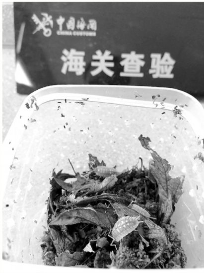 杭州海关截获一件来自西班牙的邮件 里面有几百只<em>虫子在爬</em>