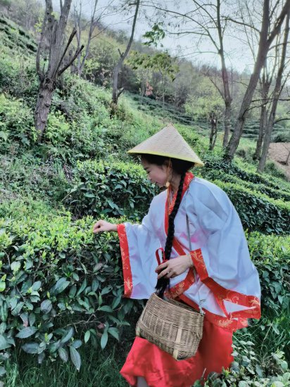 直播卖茶助农增收