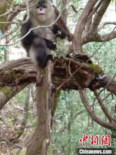 <em>云南</em>白马雪山自然保护区今年以来已诞生7只滇金丝猴