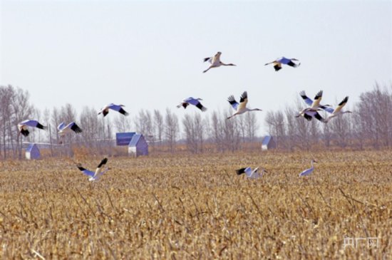 数万只候鸟抵达内蒙古图牧吉国家级<em>自然</em>保护区