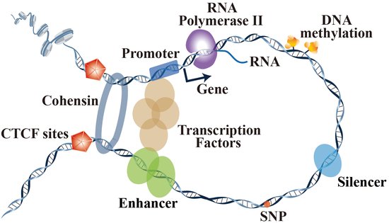 三维基因组团队构建首个多物种中特异性蛋白介导的染色质环<em>综合</em>...