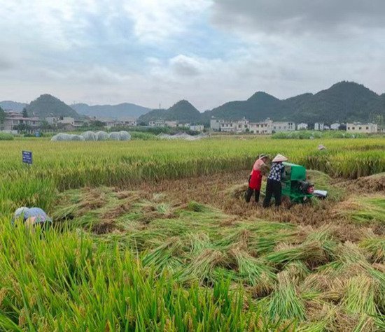 亩产达1174.16公斤 “揭榜挂帅”助推贵州水稻单产再创新高