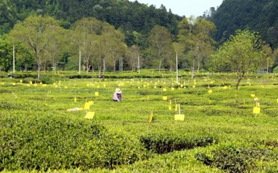 首个国际茶日 皖南山区的脱贫路上也有茶叶飘香