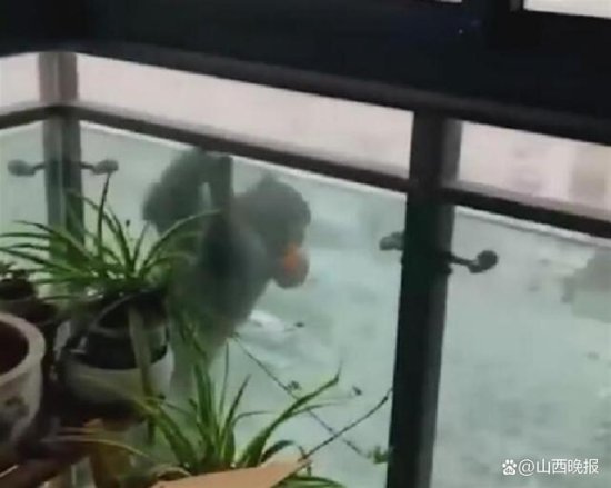 南京一只猕猴雪天造访居民<em>家</em>偷吃水果牛奶