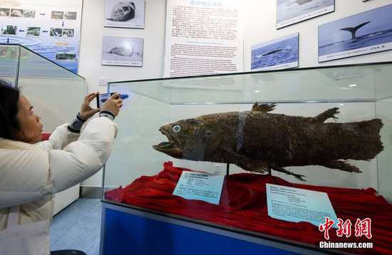 走进中国首家以灰鲸为主题的海洋生物展馆