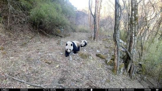 陕西长青国家级自然保护区再拍<em>野生</em>大熊猫母子同框影像