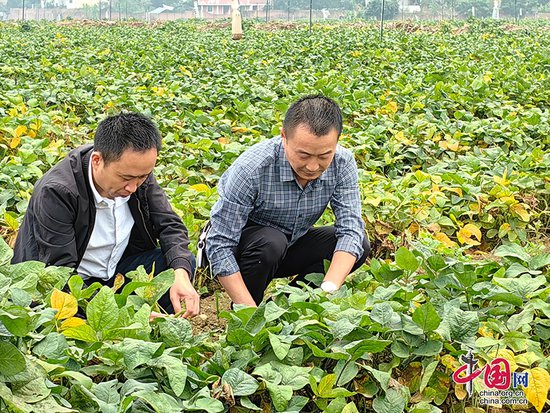 自贡富顺县：海棠社区套作示范点即将迎来大豆丰收