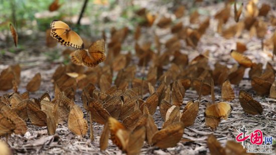 中国·红河蝴蝶谷已迎来2023年蝴蝶集中爆发数量峰值