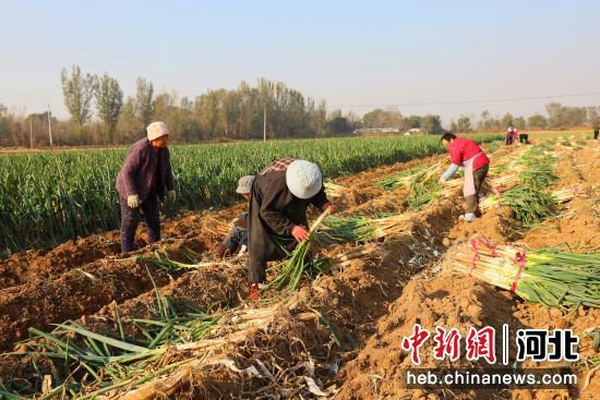 河北南宫：<em>大葱</em>种植产业 鼓起农民“钱袋子”