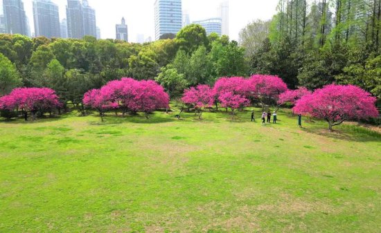 公园草坪可以搭帐篷了！<em>武汉</em>这23个城市公园绿地开放共享试点