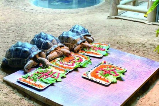 四只毛里求斯象龟“迁居”青岛满四年 各有脾气性格
