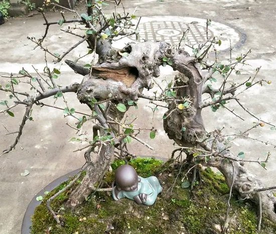 雀梅被誉为“<em>镇宅树</em>”，春夏养长得比冬日快1倍，制成盆景超值