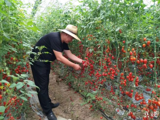 30万斤小番茄滞销，种植大户都快急哭了！