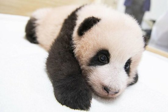 韩媒：在韩国降生的首只大熊猫<em>宝宝取名为</em>“福宝”近照曝光