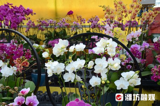 山东潍坊：迎新年，花卉饰品销售旺