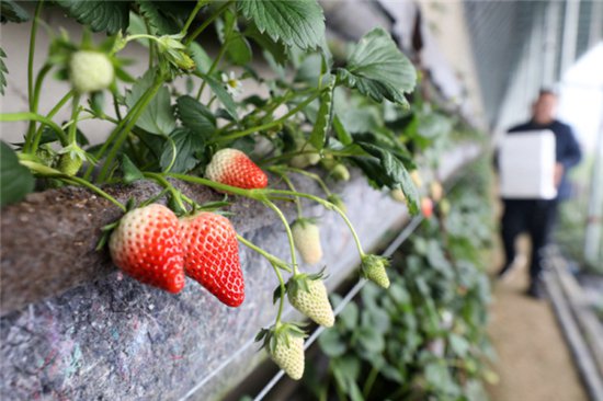 利辛县旧城镇：小草莓撑起乡村振兴“致富伞”