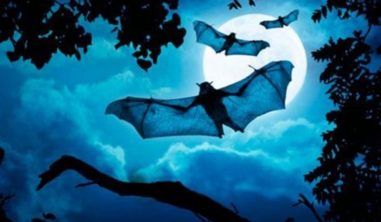 蝙蝠的祖先是什么动物？考古发现1.25亿年前的化石，它实在可怕