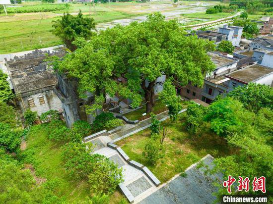 <em>广东</em>：促进古树名木与城市乡村、历史人文和谐共存