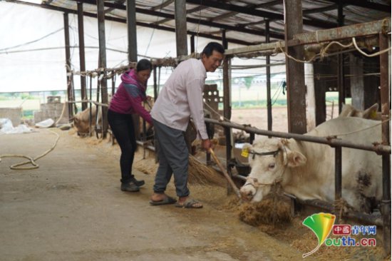 河南泌阳：“牛”产业助农增收快致富