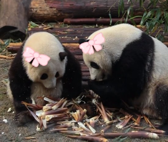 大熊猫“和叶”原来是“妹妹”！大熊猫的性别为何难以分辨