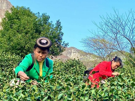 贵州六盘水：早春茶陆续上市