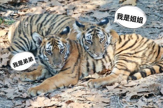 虎生迎来首个春节 上海动物园华南虎姐弟<em>在线征名</em>啦