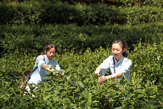 安徽黄山：2024第十八届太平猴魁茶文化旅游节顺利举行