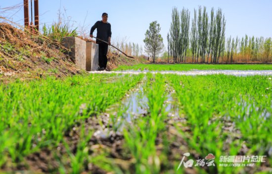 <em>今年</em>新疆春灌用水得到有效保障