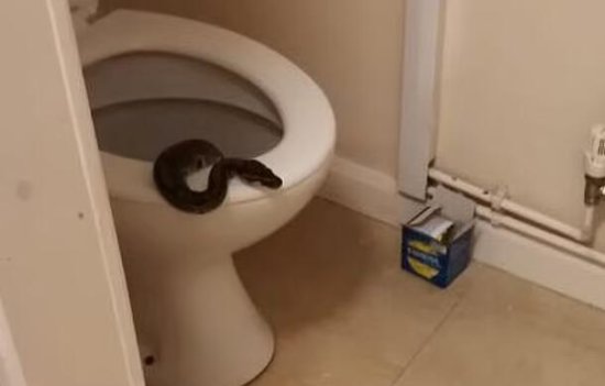 英国女子清晨上厕所时发现马桶被<em>一条蟒蛇</em>“占领”