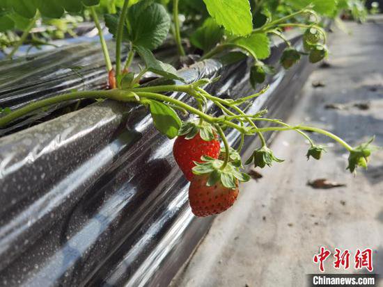 台青北京种莓记